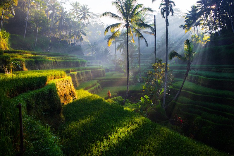 Rice terraces at sunrise