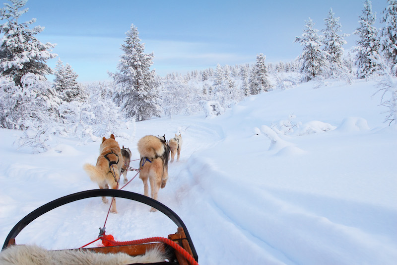 Dog sledding is a special way to travel in the snow. (Getty Images)