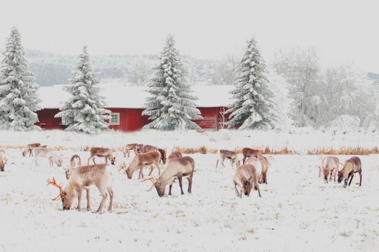 You'll find Christmas waiting for you in the Arctic Circle (Getty Images).