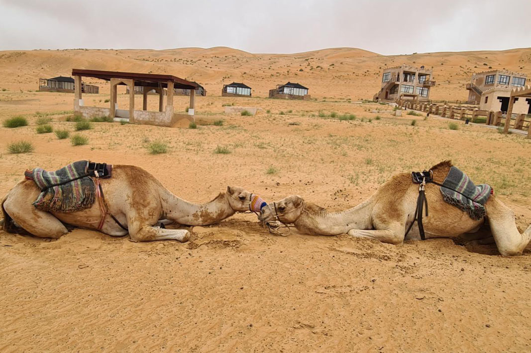 Camels at Thousand Nights Camp