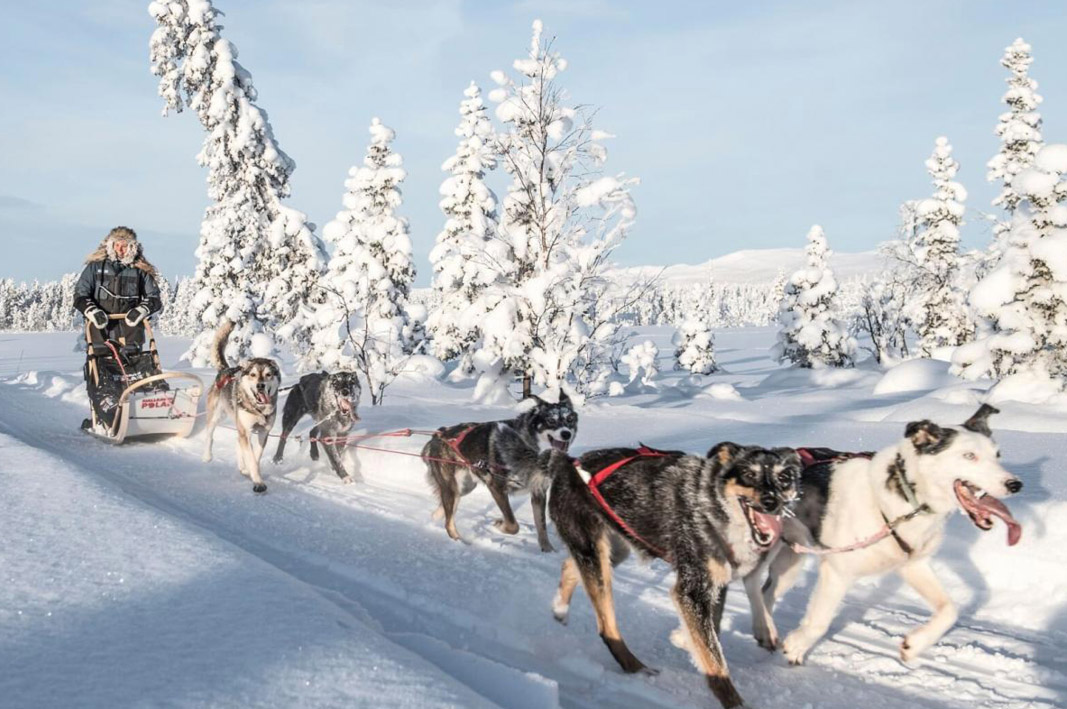 Allow a team of huskies to pick you up from the airport in Jukkasjärvi, Sweden