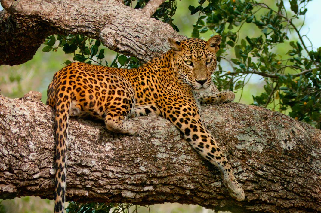 Yala National Park