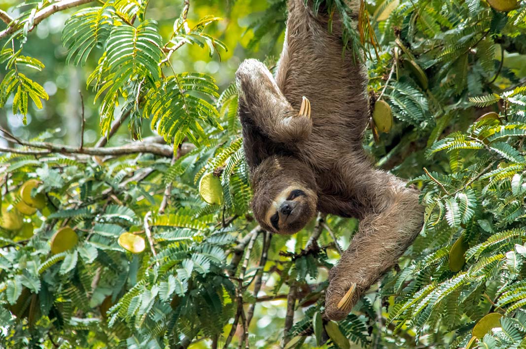 Three-toed sloth