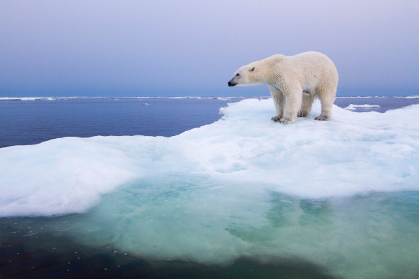 Polar Bear in Hudson Bay. Credit: Getty Images
